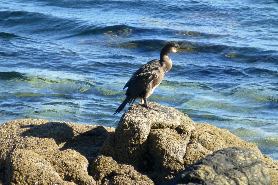 Juvenile shag (Gulosus aristotelis), Scotland